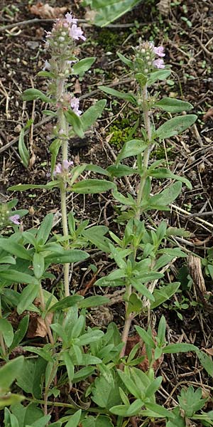 Thymus pannonicus \ Steppen-Thymian / Eurasian Thyme, D Ettlingen 13.9.2019