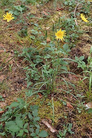 Tragopogon pratensis \ Gewhnlicher Wiesen-Bocksbart / Meadow Salsify, Goat's-Beard, D Seeheim an der Bergstraße 4.6.2020