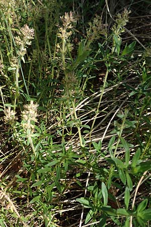 Thymus pannonicus / Eurasian Thyme, D Odenwald, Mörlenbach 24.6.2020