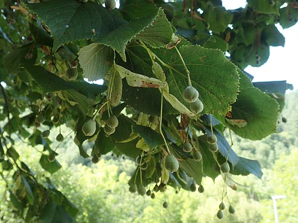 Tilia platyphyllos \ Sommer-Linde / Broad-Leaved Lime, D Schwarzwald/Black-Forest, Zell am Harmersbach - Kirnbach 21.7.2020