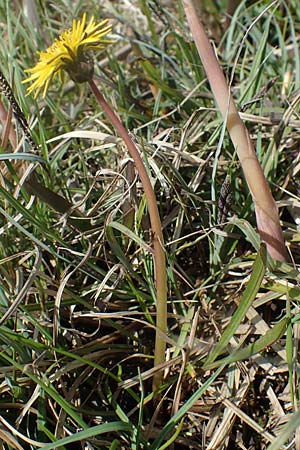Taraxacum pauckertianum \ Pauckerts Lwenzahn / Pauckert's Dandelion, D Kehl 17.4.2021