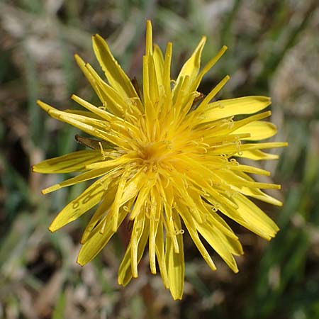 Taraxacum pauckertianum \ Pauckerts Lwenzahn / Pauckert's Dandelion, D Kehl 17.4.2021