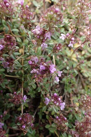 Thymus pulegioides \ Arznei-Thymian, Gemeiner Thymian / Large Thyme, D Soest 20.6.2022