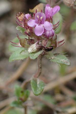 Thymus pulegioides / Large Thyme, D Soest 20.6.2022