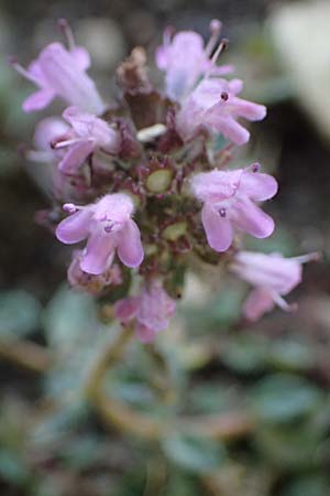 Thymus pulegioides \ Arznei-Thymian, Gemeiner Thymian, D Soest 20.6.2022