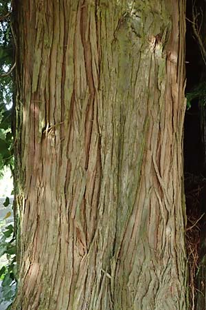 Thuja plicata \ Riesen-Lebensbaum, D Monschau 28.7.2023