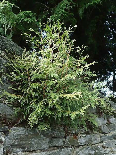 Thuja plicata \ Riesen-Lebensbaum / Western Red Cedar, Giant Western Arbor-Vitae, D Monschau 28.7.2023
