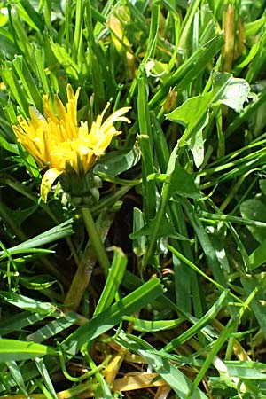 Taraxacum parnassicum \ Schlesischer Lwenzahn / Parnassus Dandelion, D Neulußheim 4.4.2024