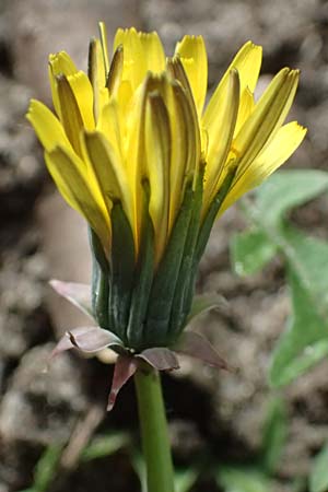 Taraxacum plumbeum \ Frnkischer Schwielen-Lwenzahn, D Mannheim 7.4.2024