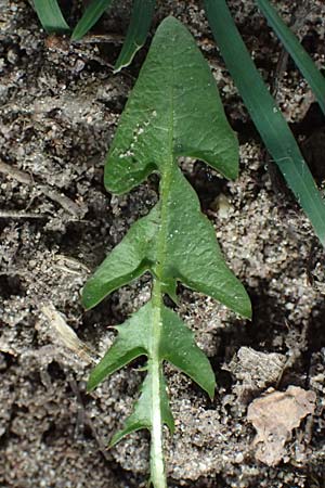 Taraxacum plumbeum \ Frnkischer Schwielen-Lwenzahn / Franconian Lesser Dandelion, D Mannheim 7.4.2024