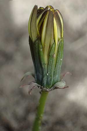 Taraxacum plumbeum \ Frnkischer Schwielen-Lwenzahn / Franconian Lesser Dandelion, D Mannheim 7.4.2024