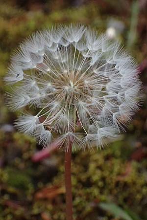 Taraxacum pollichii \ Pollichs Lwenzahn / Pollich's Dandelion, D  8.4.2024