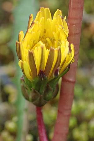 Taraxacum pollichii \ Pollichs Lwenzahn / Pollich's Dandelion, D  8.4.2024