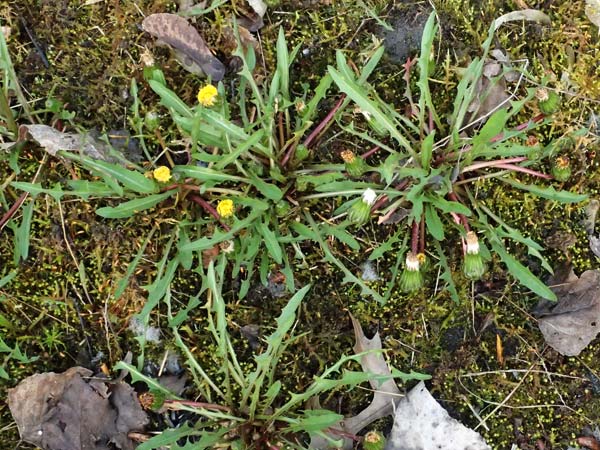 Taraxacum pollichii \ Pollichs Lwenzahn / Pollich's Dandelion, D  8.4.2024