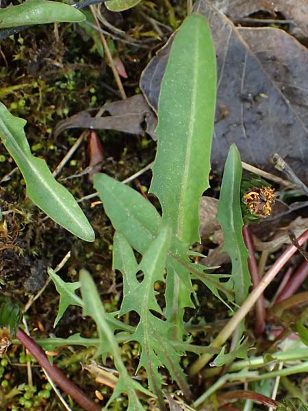 Taraxacum pollichii \ Pollichs Lwenzahn / Pollich's Dandelion, D  8.4.2024