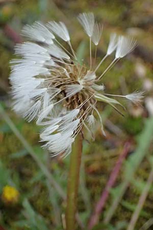 Taraxacum pollichii \ Pollichs Lwenzahn / Pollich's Dandelion, D  8.4.2024