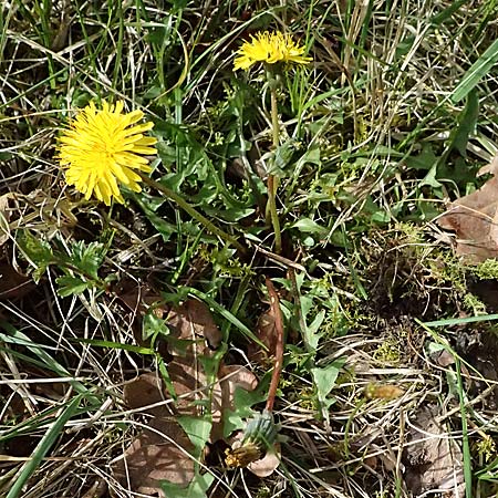 Taraxacum plumbeum \ Frnkischer Schwielen-Lwenzahn, D Karlsruhe 8.4.2024