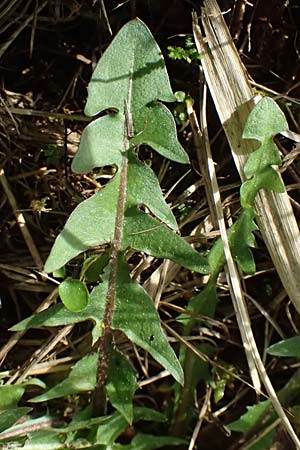 Taraxacum plumbeum \ Frnkischer Schwielen-Lwenzahn, D Karlsruhe 8.4.2024