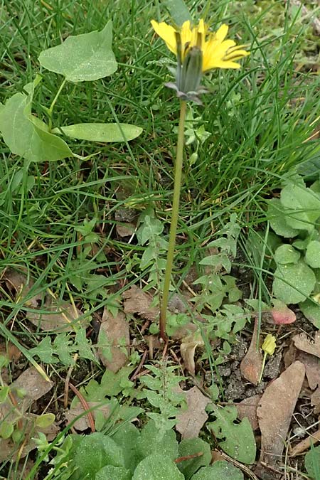 Taraxacum plumbeum \ Frnkischer Schwielen-Lwenzahn, D Hockenheim 8.4.2024