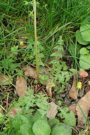 Taraxacum plumbeum \ Frnkischer Schwielen-Lwenzahn / Franconian Lesser Dandelion, D Hockenheim 8.4.2024
