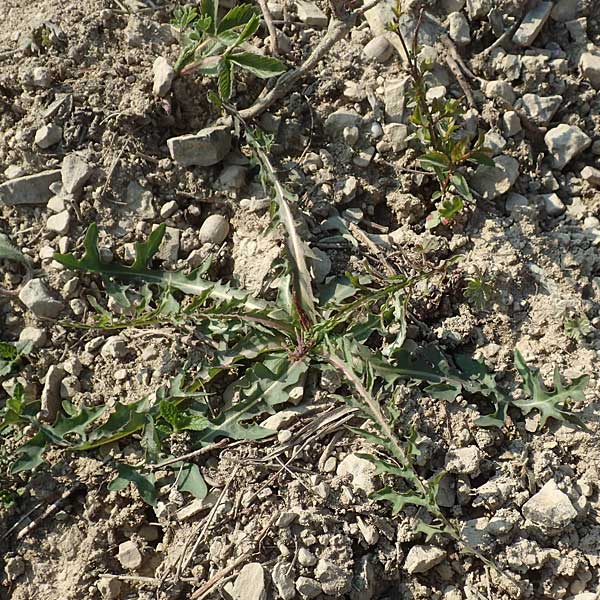 Taraxacum quadrangulum \ Blulichblttriger Lwenzahn / Bluish-Leaved Dandelion, D Werbach 8.4.2017