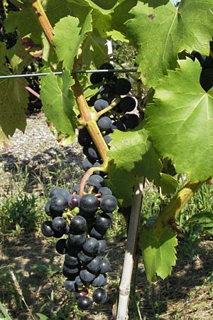 Vitis vinifera \ Weinrebe / Grape Vine, D Botan. Gar.  Universit.  Mainz 4.8.2007