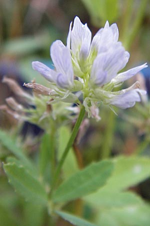 Trigonella caerulea \ Schabzigerklee / Blue Fenugreek, D Pforzheim 28.7.2012