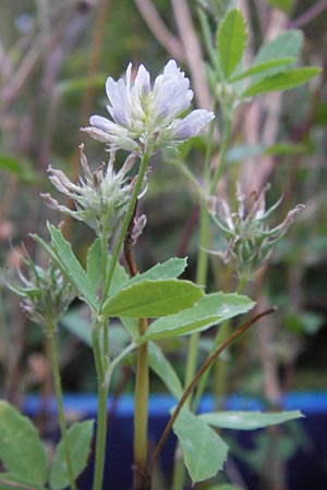 Trigonella caerulea / Blue Fenugreek, D Pforzheim 28.7.2012