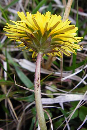 Taraxacum rutilum \ Rotgestreifter Lwenzahn / Red-Striped Dandelion, D Münzenberg 25.4.2015