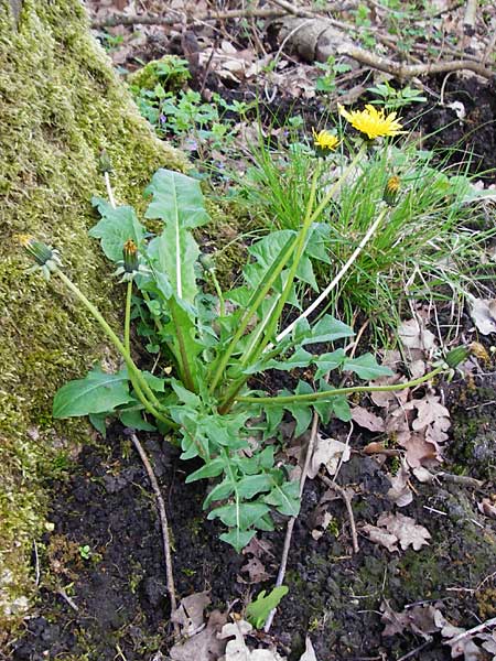 Taraxacum ekmanii ? \ Ekmans Lwenzahn / Ekman's Dandelion, D Offenbach am Main 2.5.2015