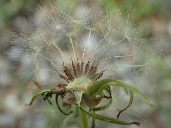 Taraxacum lacistophyllum \ Geschlitztblttriger Lwenzahn / Cut-Leaved Dandelion, D Walldorf 26.4.2018