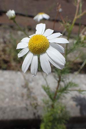 Tripleurospermum perforatum \ Geruchlose Kamille / Scentless Mayweed, D Mannheim 10.7.2021