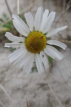 Tripleurospermum maritimum \ Falsche Kamille, Strand-Kamille, D Hohwacht 13.9.2021