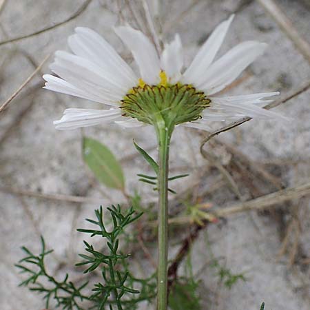 Tripleurospermum maritimum \ Falsche Kamille, Strand-Kamille, D Hohwacht 13.9.2021