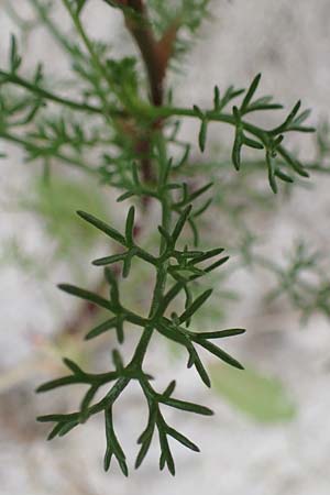 Tripleurospermum maritimum \ Falsche Kamille, Strand-Kamille, D Hohwacht 13.9.2021