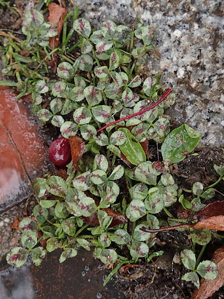 Trifolium repens \ Wei-Klee, Weiklee / White Clover, D Eutin 15.9.2021