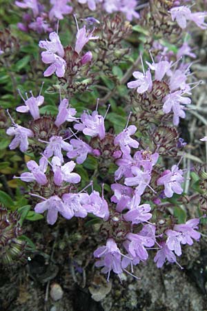 Thymus serpyllum \ Sand-Thymian / Breckland Thyme, D Sandhausen 31.7.2007