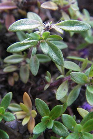 Thymus serpyllum \ Sand-Thymian, D Sandhausen 31.7.2007