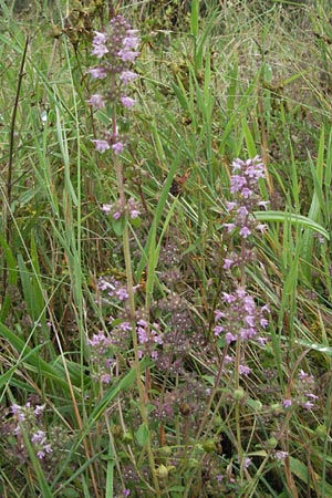 Thymus serpyllum \ Sand-Thymian, D Babenhausen 11.8.2007