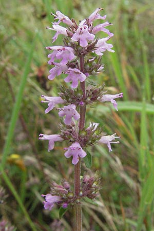 Thymus serpyllum \ Sand-Thymian, D Babenhausen 11.8.2007