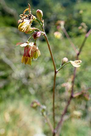 Thalictrum minus \ Kleine Wiesenraute / Lesser Meadow-Rue, D Fridingen 3.6.2015