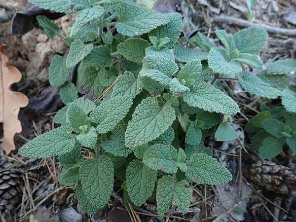 Teucrium scorodonia / Wood Sage, D Schwetzingen 12.11.2015