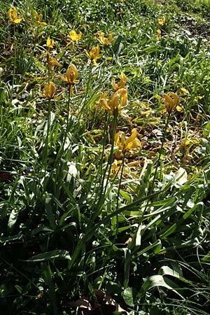 Tulipa sylvestris subsp. sylvestris \ Wild-Tulpe / Wild Tulip, D Heidelberg 21.4.2016