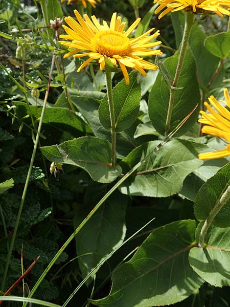 Telekia speciosissima \ Kleine Telekie, Prchtige Telekie / Dwarf Oxeye, D Botan. Gar.  Universit.  Tübingen 17.6.2017