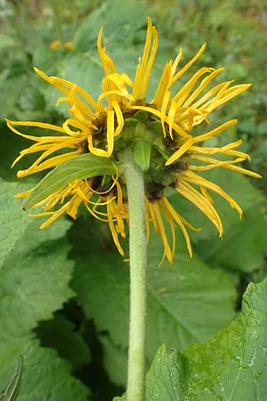 Telekia speciosa / Yellow Oxeye, D Black-Forest, Holzbachtal 27.7.2017