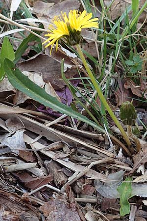 Taraxacum pauckertianum \ Pauckerts Lwenzahn / Pauckert's Dandelion, D Konstanz 24.4.2018