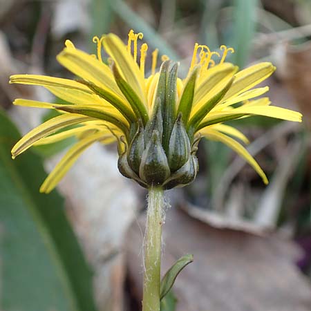 Taraxacum pauckertianum \ Pauckerts Lwenzahn / Pauckert's Dandelion, D Konstanz 24.4.2018