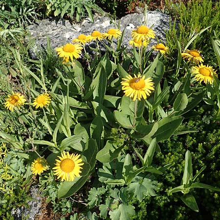 Telekia speciosissima \ Kleine Telekie, Prchtige Telekie / Dwarf Oxeye, D Botan. Gar.  Universit.  Tübingen 6.6.2018