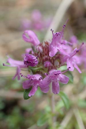 Thymus serpyllum \ Sand-Thymian / Breckland Thyme, D Schwetzingen 22.6.2018