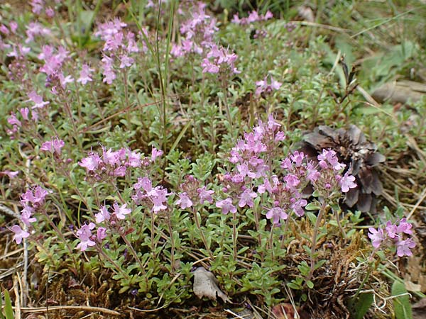 Thymus serpyllum \ Sand-Thymian / Breckland Thyme, D Schwetzingen 22.6.2018